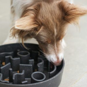 Interactive Slow Feeder