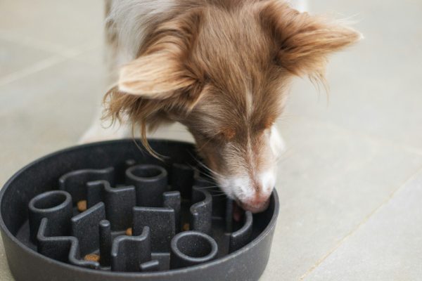 Interactive Slow Feeder