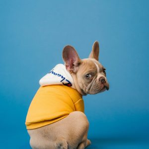 Upcycled Rope Pet Toy
